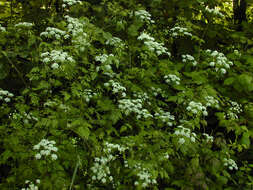 Imagem de Chaerophyllum temulum L.