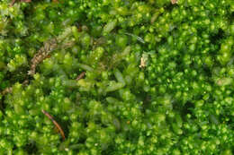 Image of Gymnocolea inflata subsp. inflata (Huds.) Dumort.
