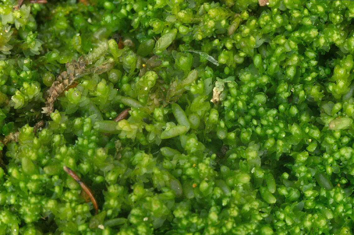 Image of Gymnocolea inflata subsp. inflata (Huds.) Dumort.