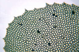 Image of Plagiochila asplenioides (L.) Dumort.