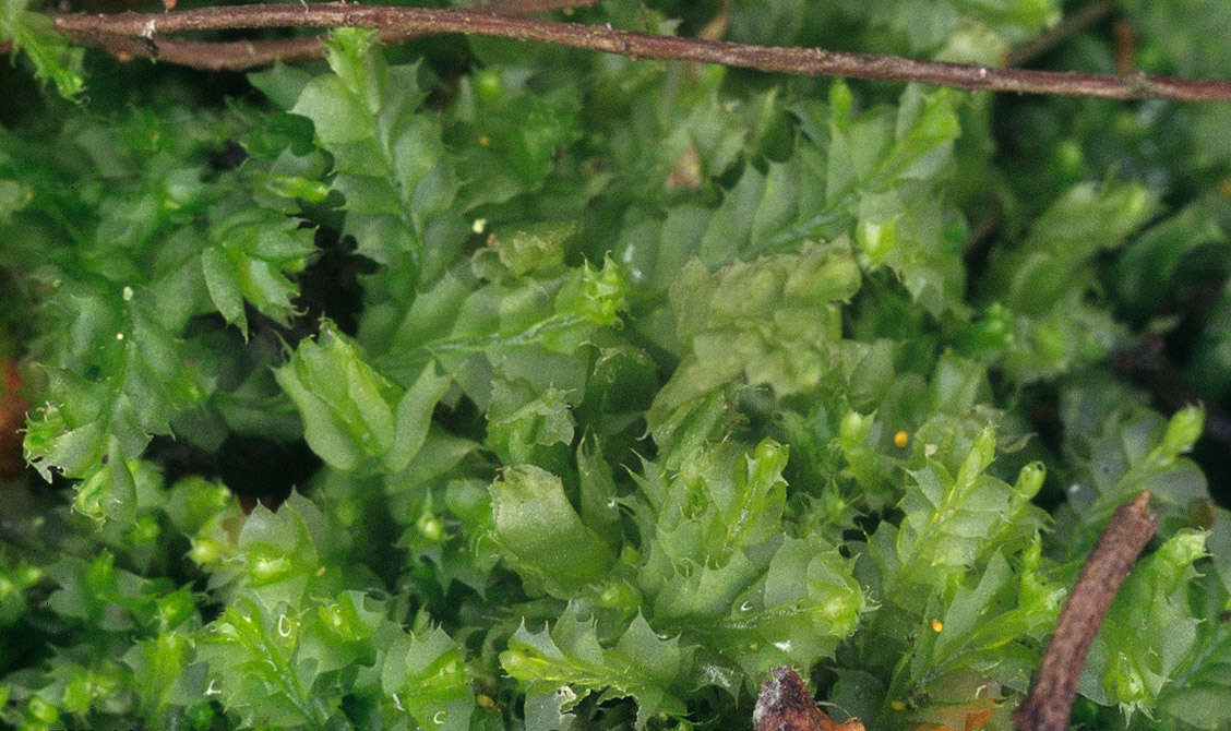 Image of Bifid Crestwort