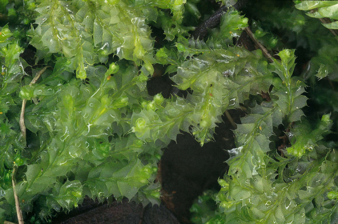 Image of Bifid Crestwort