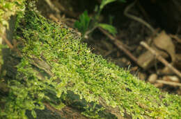 Image of variable-leaved crestwort