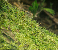 Image of variable-leaved crestwort