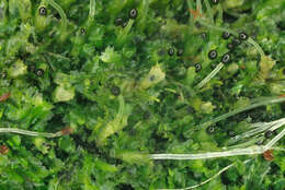 Image of variable-leaved crestwort