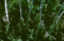 Image of variable-leaved crestwort