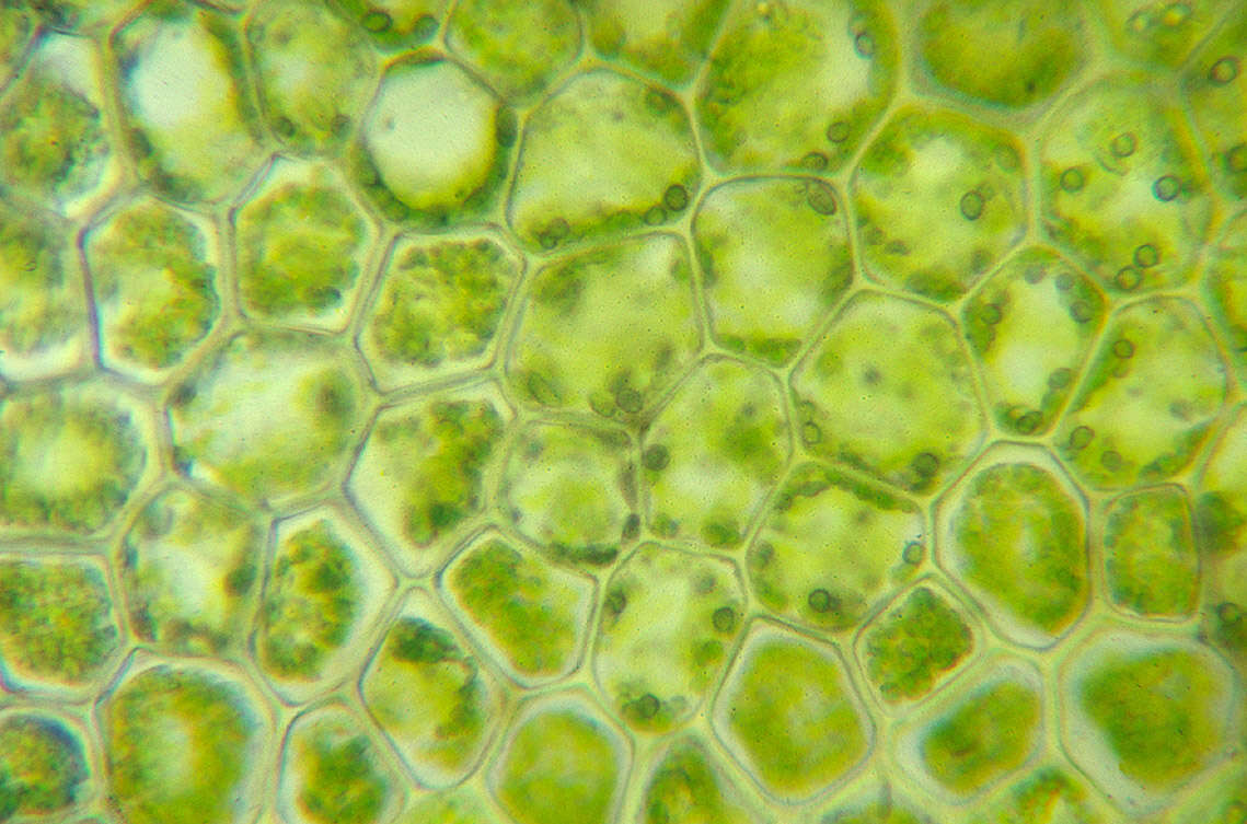 Image of variable-leaved crestwort