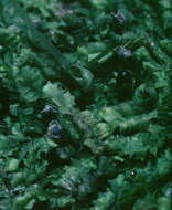 Image of Bifid Crestwort