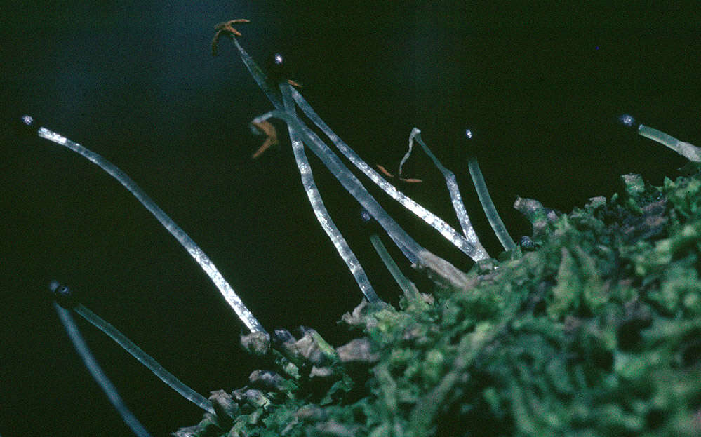 Image of Bifid Crestwort