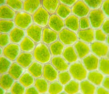 Image of Wall Scalewort