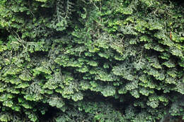 Image of Wall Scalewort