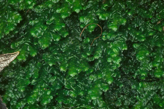 Image of Wall Scalewort