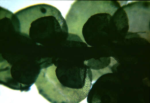 Image of dilated scalewort