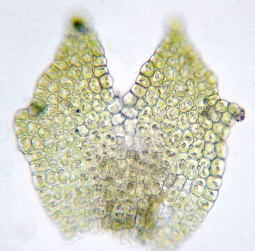 Image of dilated scalewort