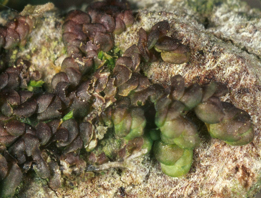 Image of dilated scalewort