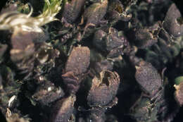 Image of dilated scalewort