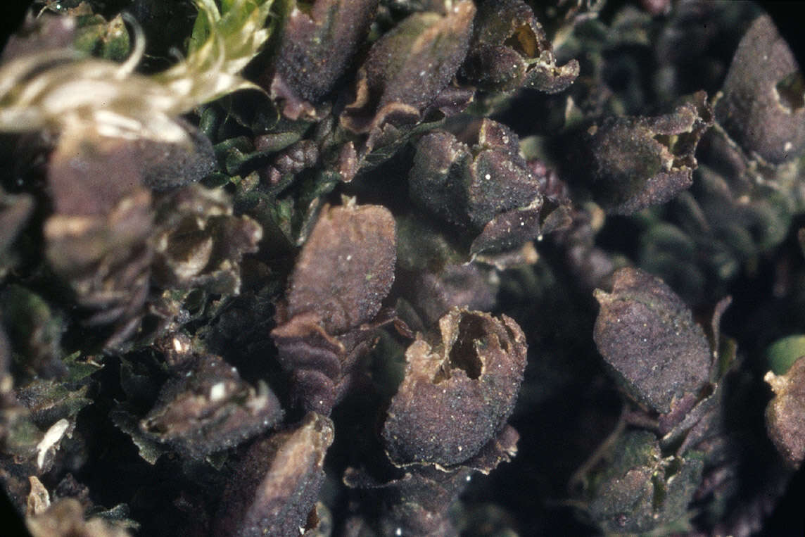 Image of dilated scalewort