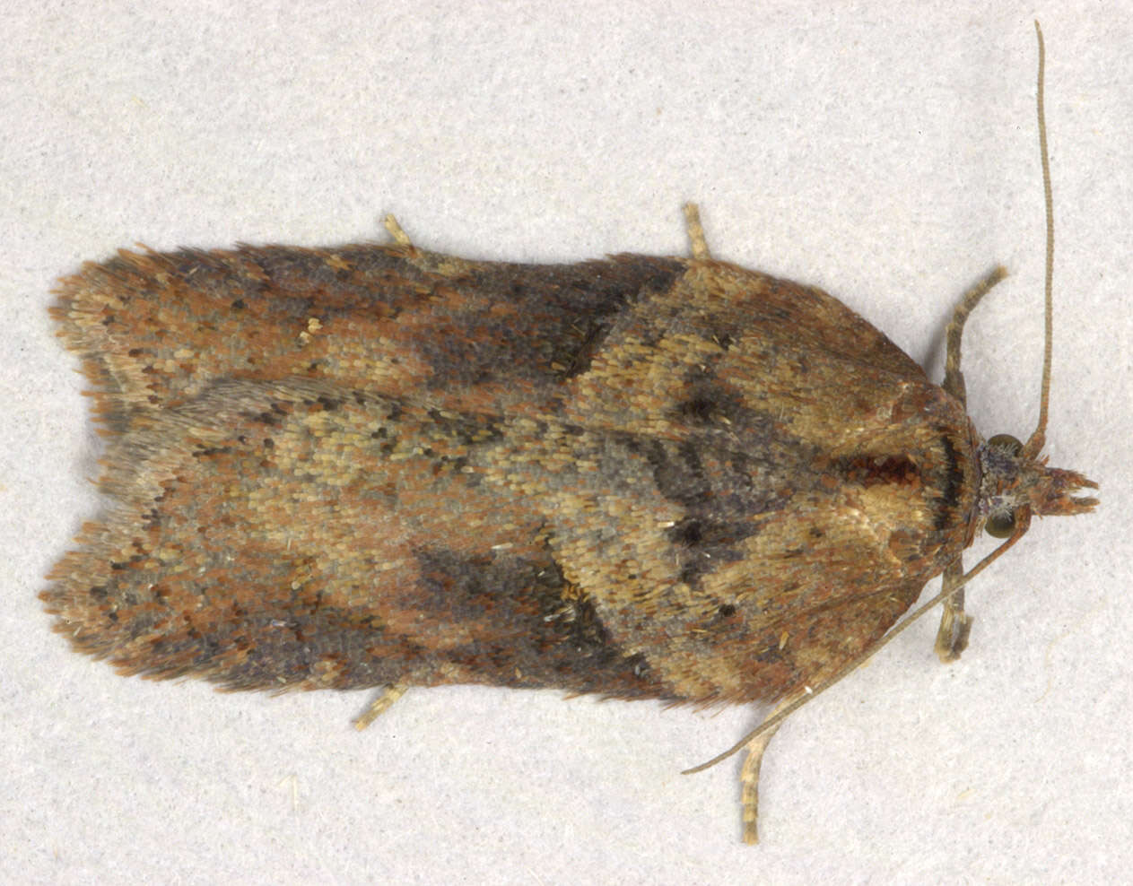 Image of Acleris hastiana Linnaeus 1758