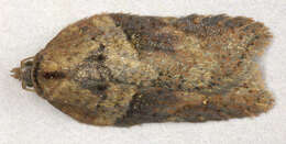 Image of Acleris hastiana Linnaeus 1758