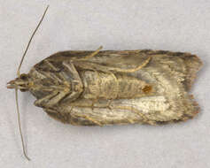 Image of Acleris hastiana Linnaeus 1758