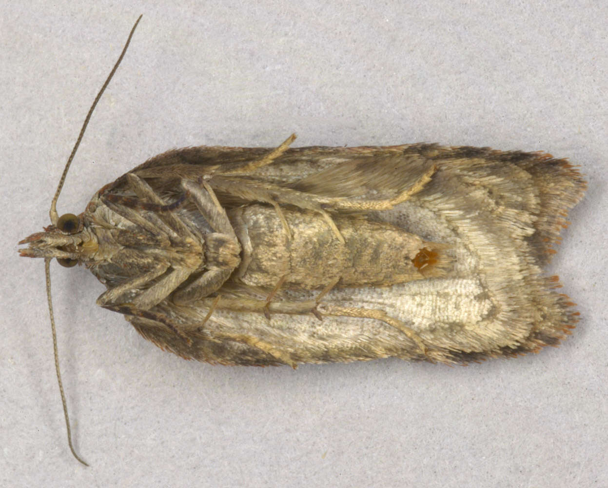 Image of Acleris hastiana Linnaeus 1758