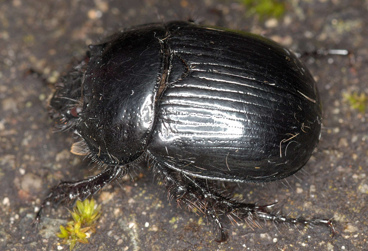 Image of Typhaeus