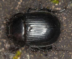 Image of Typhaeus