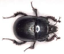 Image of Typhaeus