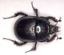 Image of Typhaeus