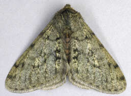 Image of pale brindled beauty