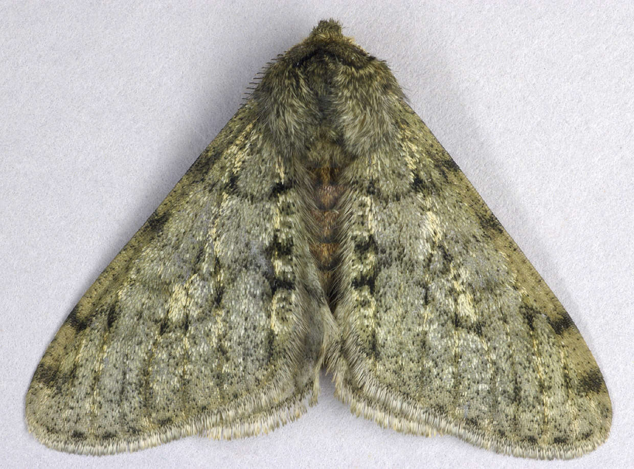 Image of pale brindled beauty