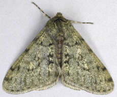 Image of pale brindled beauty