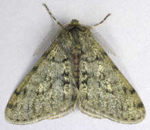 Image of pale brindled beauty