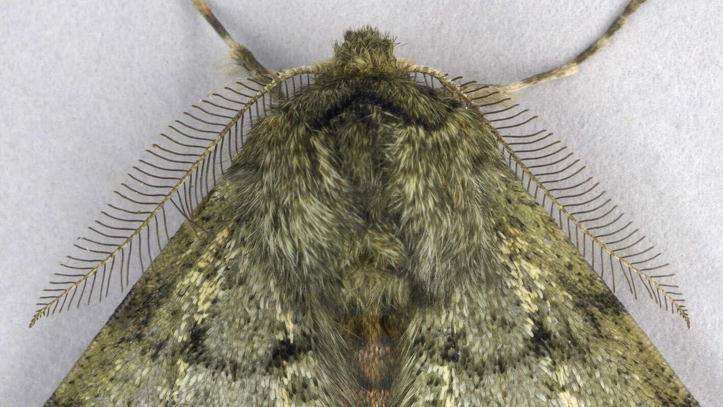 Image of pale brindled beauty