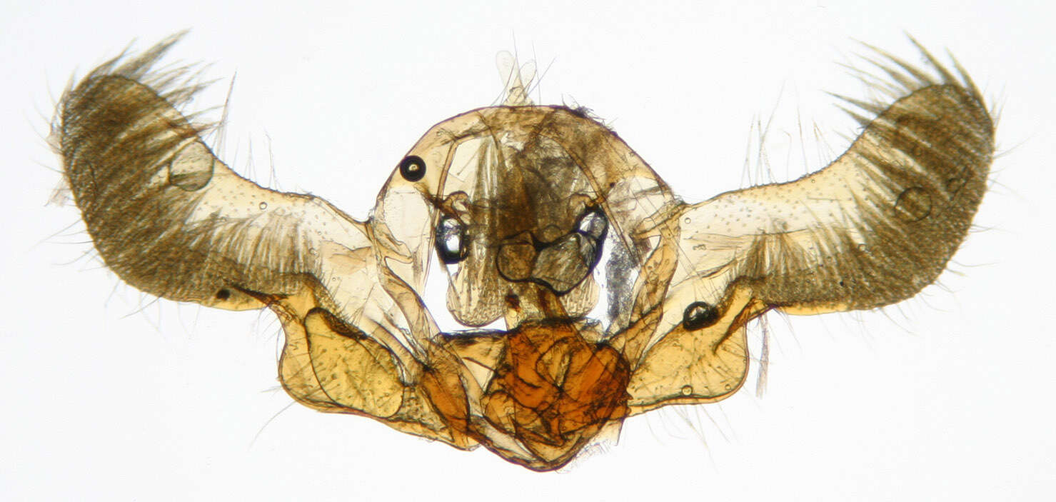 Image of Epinotia nisella Clerck 1759