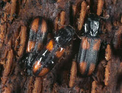 Image of Bark beetle