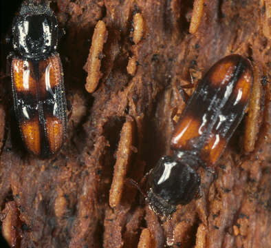 Image of Bark beetle