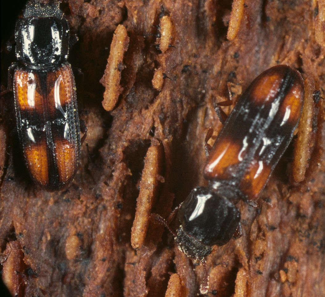 Image of Bark beetle