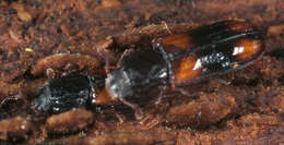 Image of Bark beetle