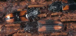 Image of Bark beetle