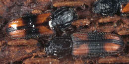 Image of Bark beetle