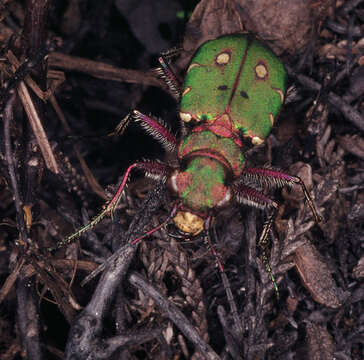 Image of Green tiger beetle