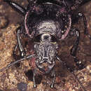 Image of Carabus nemoralis