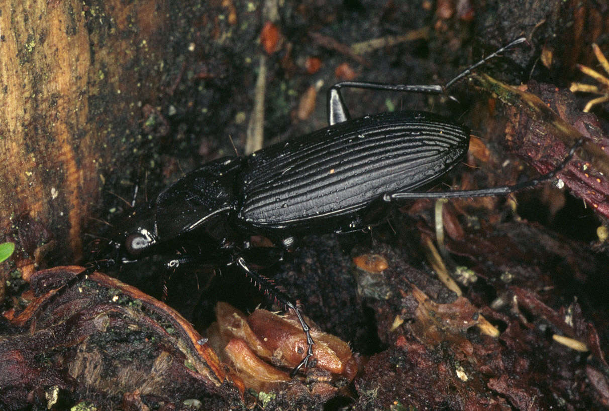 Image of Pterostichus niger