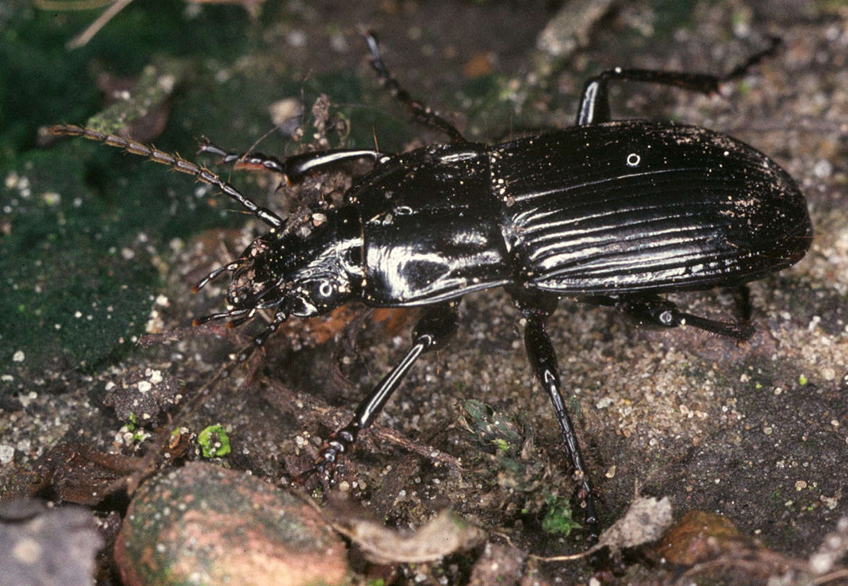 Image of Parallel-Sided Ground Beetle