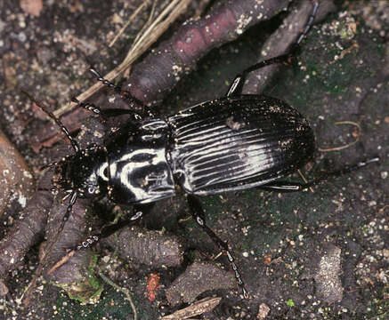 Image of Parallel-Sided Ground Beetle