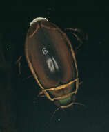 Image of Great diving beetle