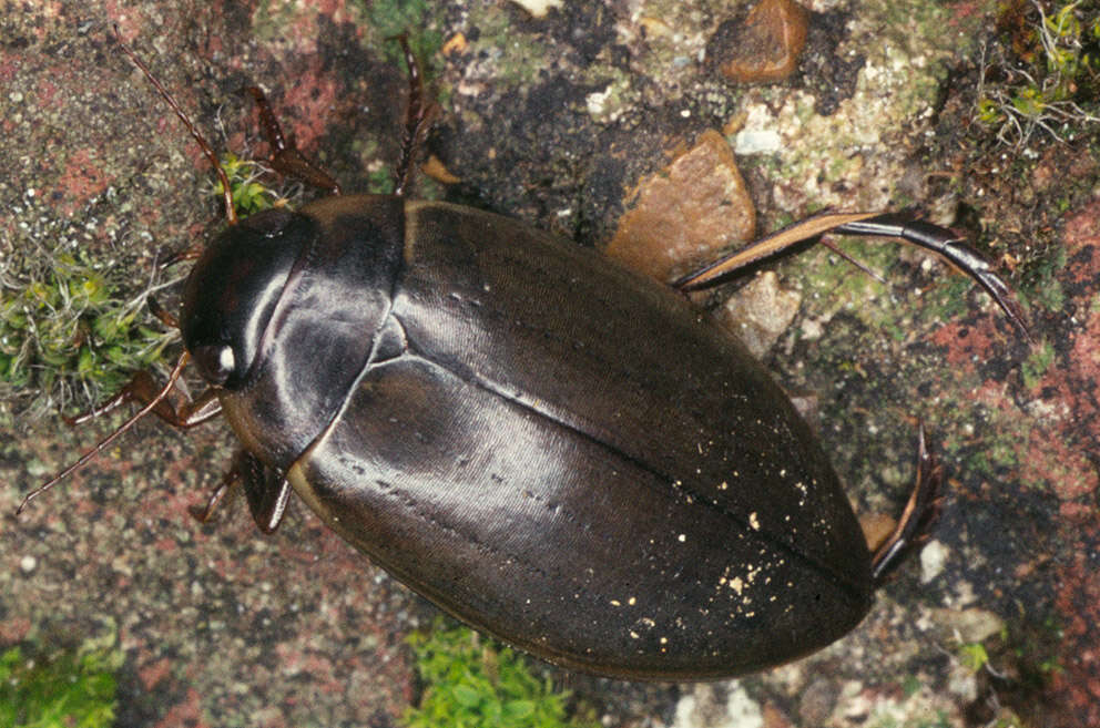 Image of Colymbetes fuscus (Linnaeus 1758)