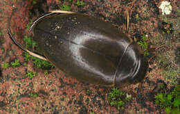 Image of Colymbetes fuscus (Linnaeus 1758)