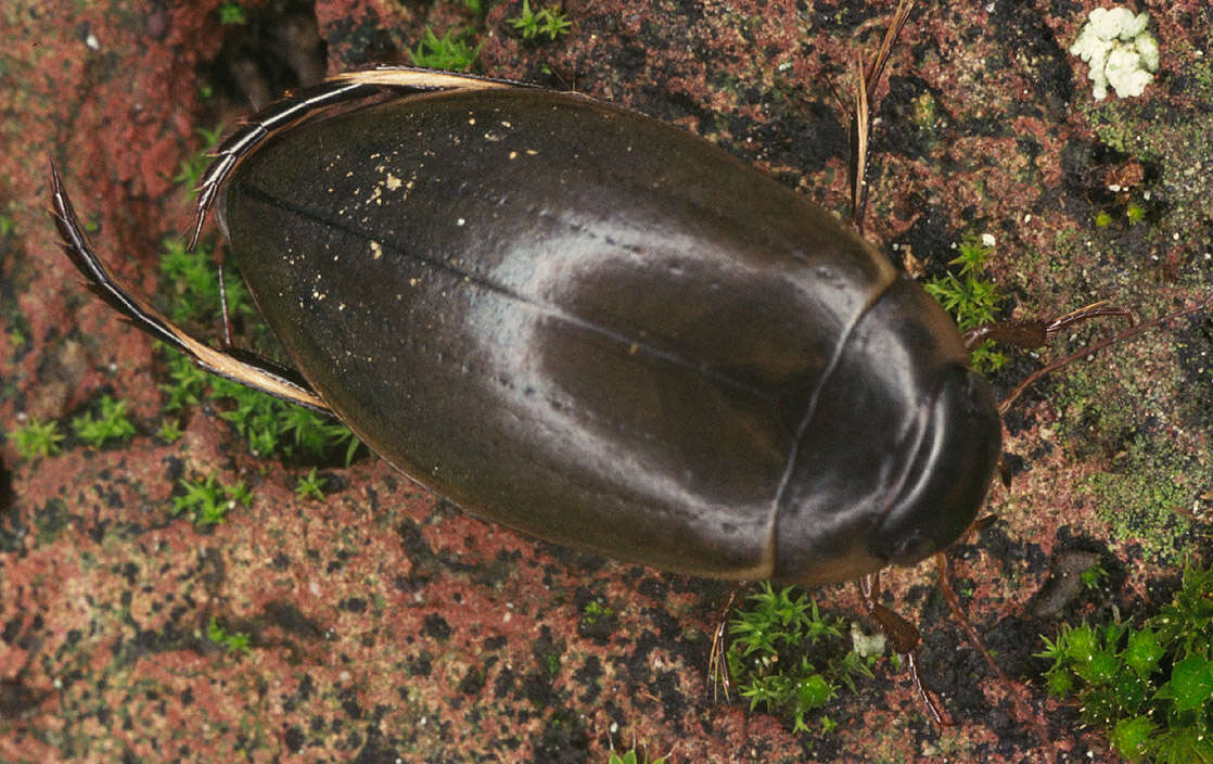 Image of Colymbetes fuscus (Linnaeus 1758)